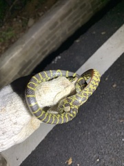 Lycodon flavozonatus