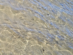 Aldrichetta forsteri