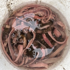 Cerebratulus lacteus
