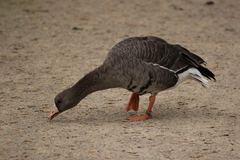 Anser albifrons albifrons