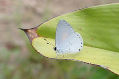 Candalides xanthospilos