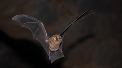 Mormoops megalophylla