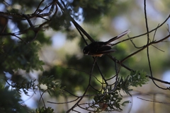 Rhipidura fuliginosa