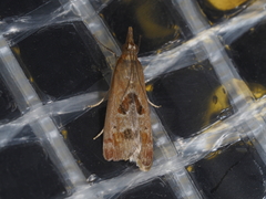 Syntonarcha iriastis