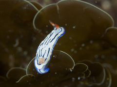 Hypselodoris maritima