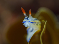 Hypselodoris maritima