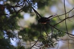 Rhipidura fuliginosa