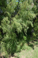 Tamarix