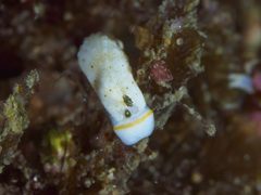 Dermatobranchus oculus