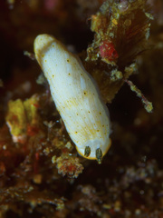 Dermatobranchus oculus