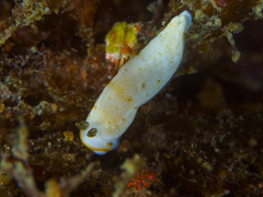 Dermatobranchus oculus