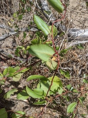 Muehlenbeckia adpressa