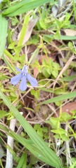 Lobelia quadrangularis