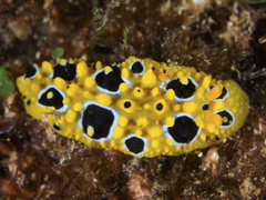 Phyllidia ocellata
