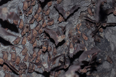 Mormoops megalophylla