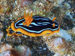 Chromodoris kuiteri