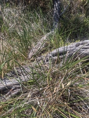 Dianella brevicaulis