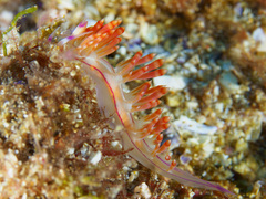 Coryphellina flamma