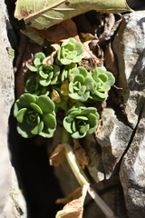Sedum rhodocarpum