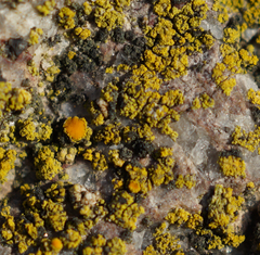Flavoplaca