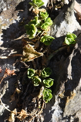 Sedum rhodocarpum