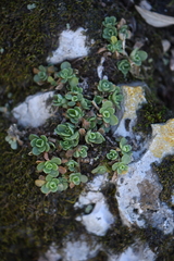 Sedum rhodocarpum