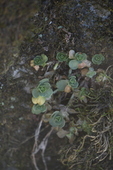 Sedum rhodocarpum