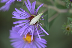 Oecanthus quadripunctatus
