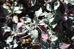 Eriogonum jamesii