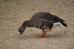 Anser albifrons albifrons