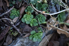 Sedum rhodocarpum