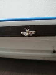Neoleucinodes elegantalis
