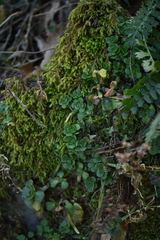 Sedum rhodocarpum
