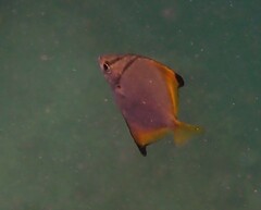 Monodactylus argenteus