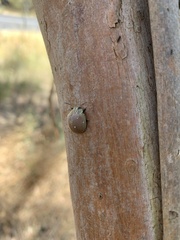 Paropsis aegrota