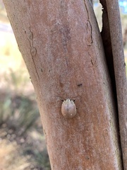 Paropsis aegrota