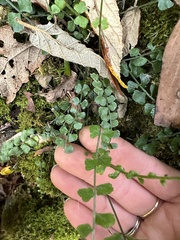 Asplenium flabellifolium