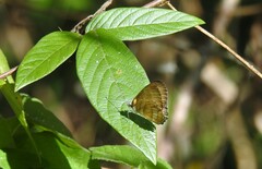 Mestra