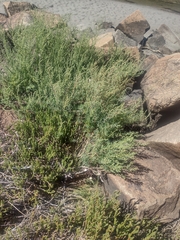 Distichlis distichophylla