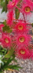 Corymbia ptychocarpa