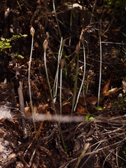 Corybas cheesemanii