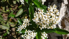 Olearia viscosa