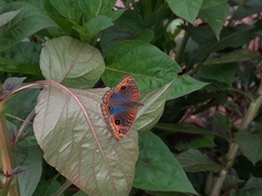 Lepidoptera