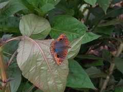 Lepidoptera