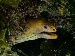 Gymnothorax prasinus