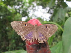 Riodinidae