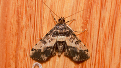 Nacoleia amphicedalis