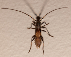 Didymocantha obliqua