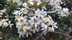 Olearia persoonioides
