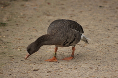 Anser albifrons albifrons